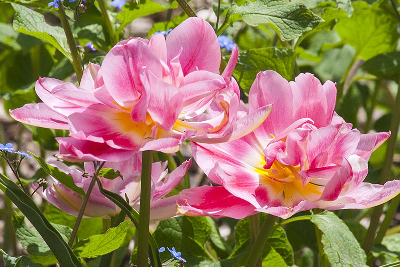 Double Light Pink Tulips